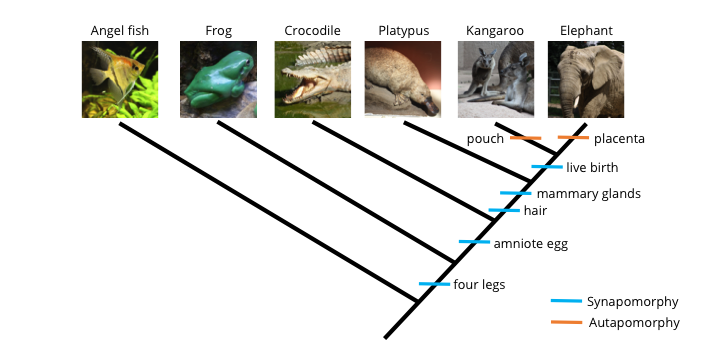 <p>unique derived characteristics </p>