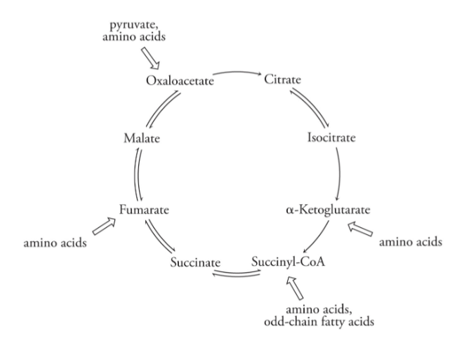 <p>Amphibolic Functions of the Citric Acid Cycle</p>