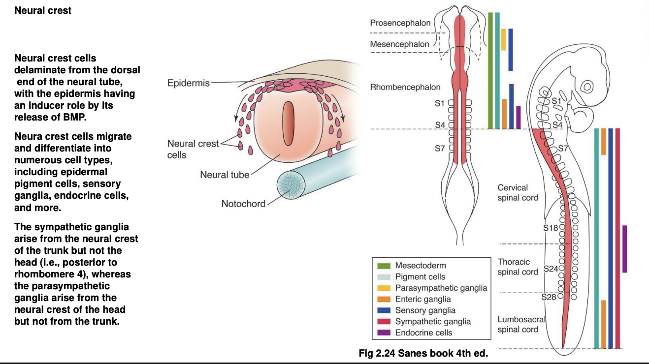 <ul><li><p><strong>Sympathetic</strong>→ from the neural crest of the trunk but not the head</p><ul><li><p>e.g posterior to rhombomere 4</p></li></ul></li><li><p><strong>Parasympathetic</strong>→ arise from <strong>neural crest </strong> of the <strong>head</strong> (but not the trunk)</p></li></ul><p></p>