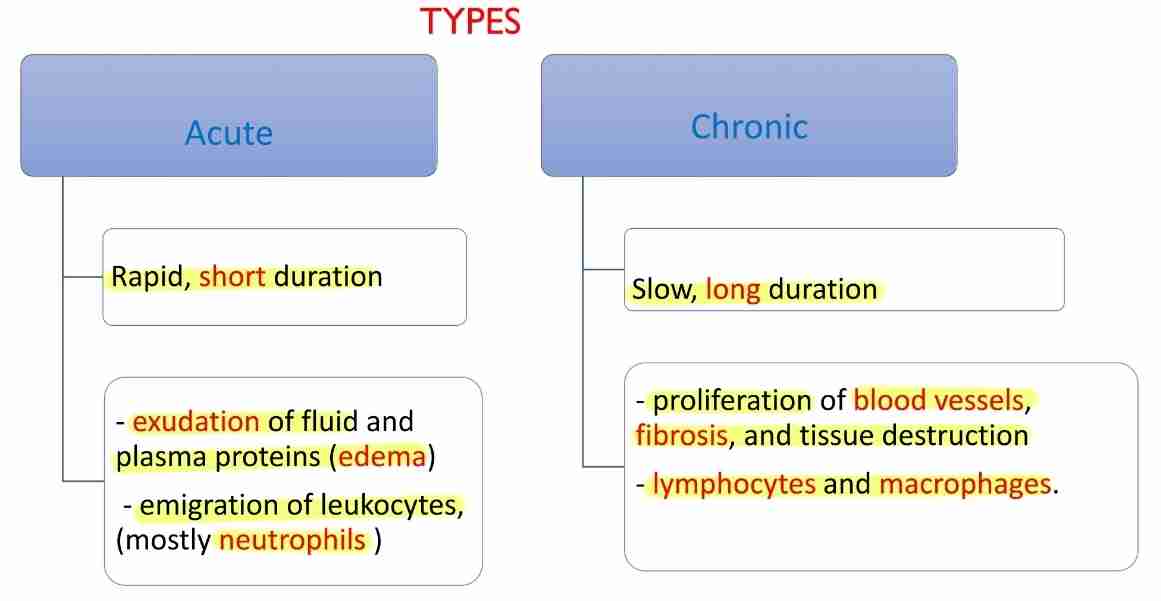 <ul><li><p>Acute : Rapid, short duration </p></li><li><p>Exudation of fluid and plasma proteins (edema)</p></li><li><p>Emigration of leukocytes, mostly neutrophils </p></li><li><p>Chronic : Slow, long duration </p></li><li><p>Proliferation of blood vessels, fibrosis and tissue destruction </p></li><li><p>Lymphocytes and macrophages </p></li></ul>