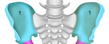 <p>Ilium</p>