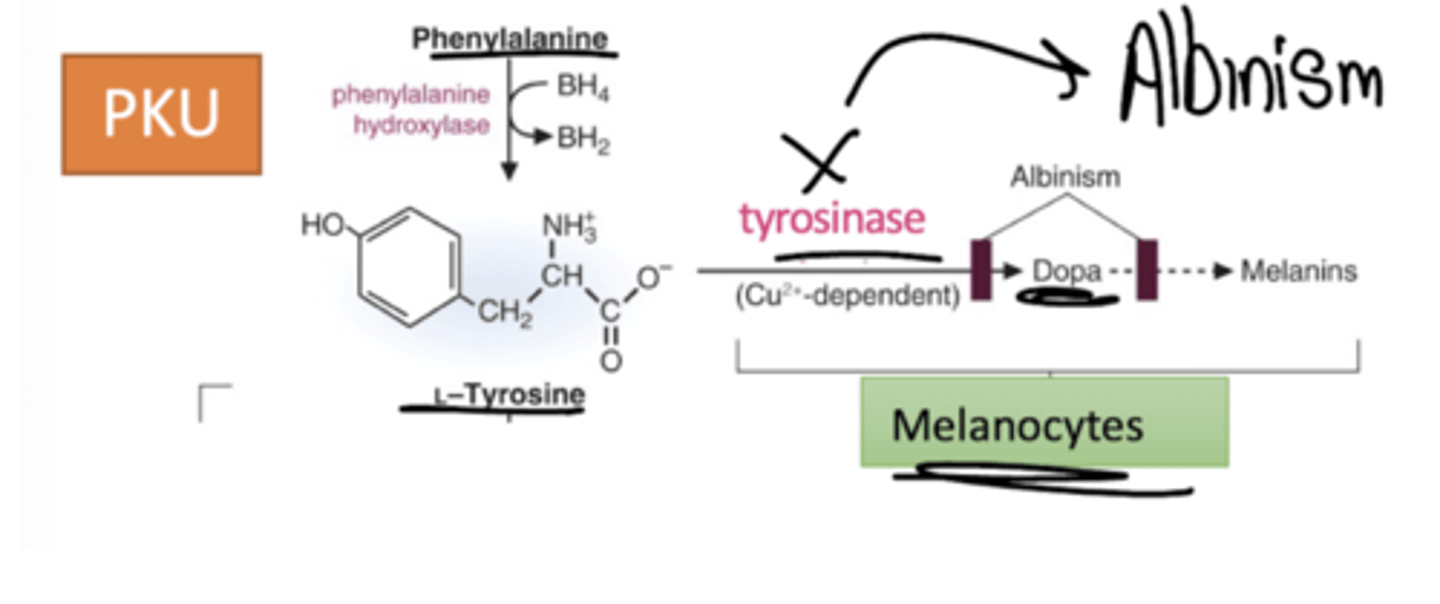 <p>Melanin:</p><p>Pigment that is syntheiszed from tyrosine in melanocytes of epidermis</p><p>Products underlying cells from sunlight</p><p>Defect in this results in albinism - common type due to defects in Cu-contaning tyrosinase</p>