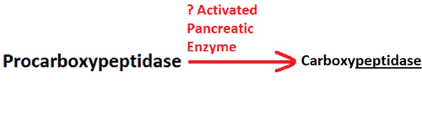 <p>Digest proteins- released as inactive procarboxypeptidase... activated by trypsin</p>