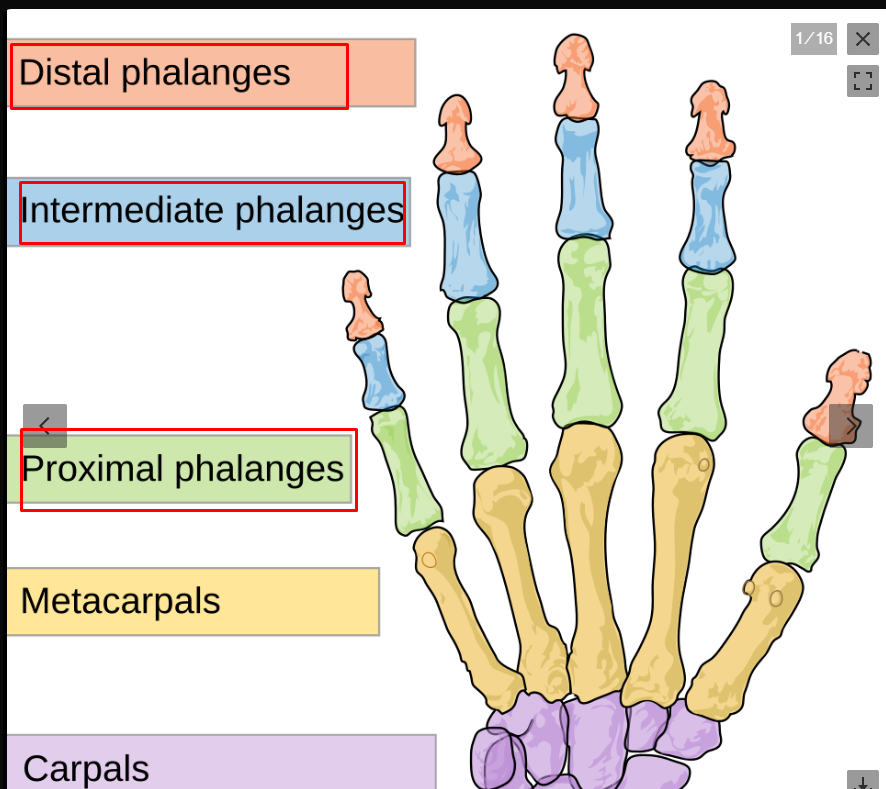 <p>phalanges (green = proximal, blue = intermediate, red = distal)</p>