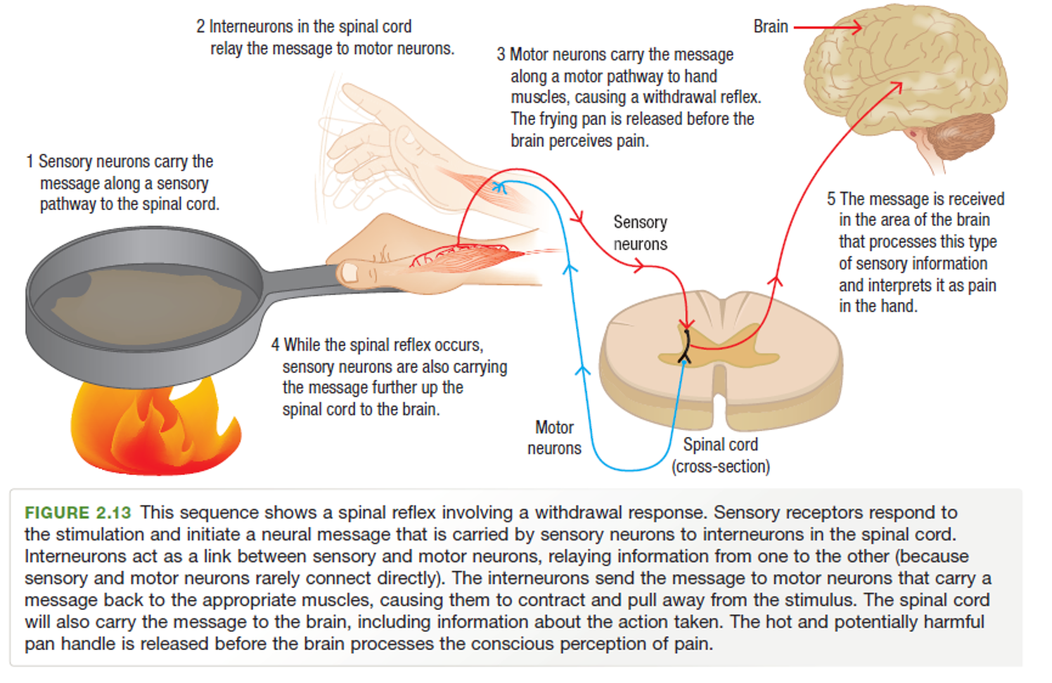 <p><span><span>An involuntary, automatic response to sensory stimuli, controlled by the spinal cord without the involvement of the brain. A message is sent from the sense organ and the spinal cord responds directly before the message arrives at the brain. This enables the organism to respond more quickly than if a neural impulse was needed reach to the brain (like with a somatic NS response). In this way, it takes less time to respond and contributes to safety and survival. The brain receives the information once the reflex action has </span></span>occurred. </p>