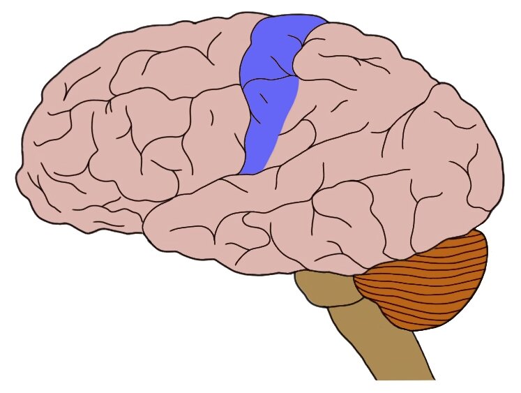 <p>Area of neurons running down the front of Parietal Lobe. Responsible for processing information from the skin and internal receptors for body position, temperature, and possibly taste.  </p>
