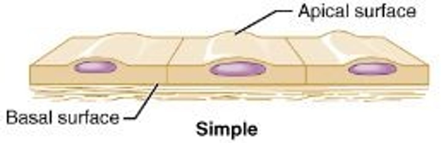 <p>Single layer of cells. Characteristics: absorbs, secretes, filtrates, very thin</p>