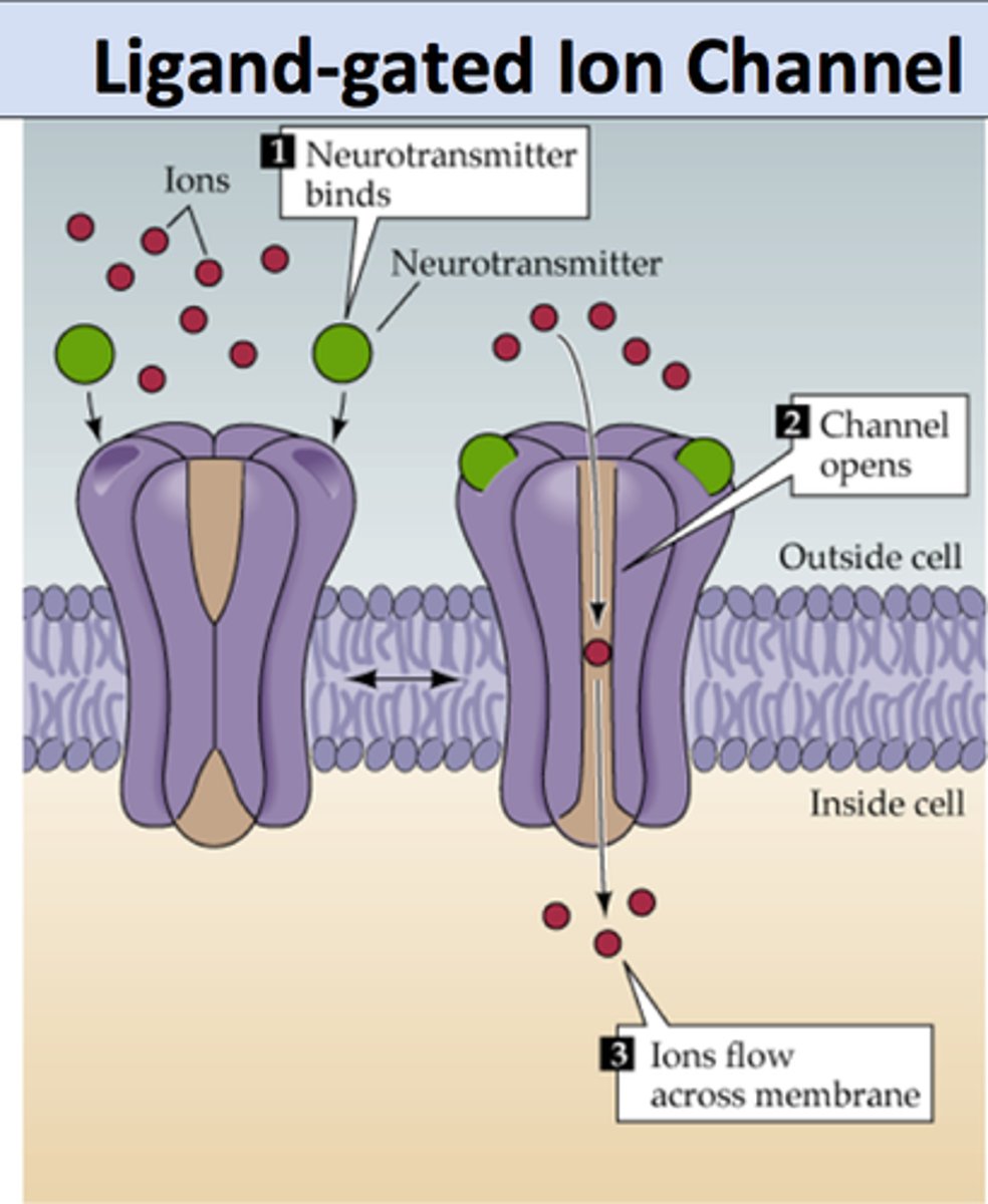 <p>membrane ion channels that open when specific ligands are bound to it</p>