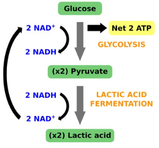 <p>pyruvate is reduced directly by NADH to form lactate</p><p>ex. muscle cells</p><p>when muscles run out of oxygen, they can go through lactic acid fermentation to produce ATP</p><p>causes the burning sensation you may feel when performing strenuous exercise </p><p>breakdown of lactate:</p><p>muscles produce lactate, which goes into the blood, and is broken down back to glucose in the liver</p><p>when lactate is in the blood, it lowers the pH</p><p>if lactate builds up and is unable to be broken down it can lead to lactic acidosis(excess</p>