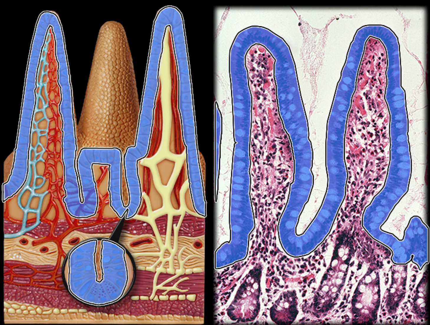 knowt flashcard image
