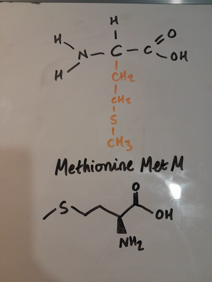 <ul><li><p>Met</p></li><li><p>M</p></li><li><p>hydrophobic nonpolar</p></li><li><p>sulfur-containing</p></li></ul><p></p>