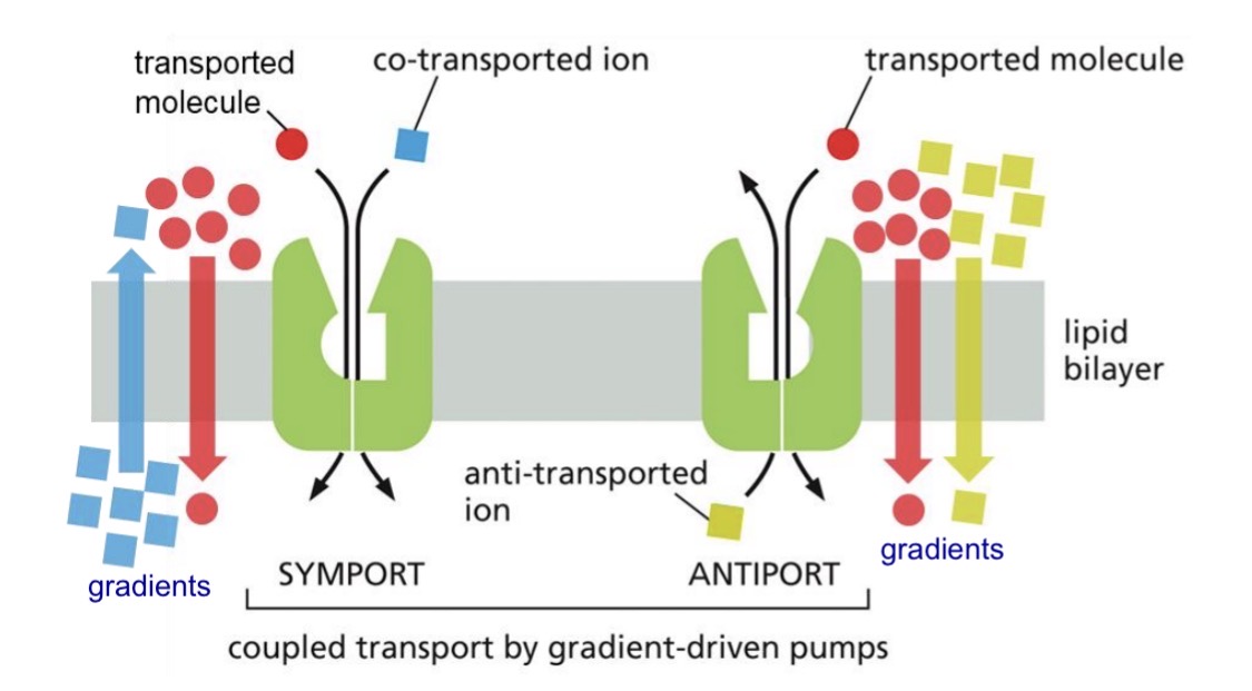 <p>Symports: two molecules moving in same direction</p><p>Antiport: two molecules moving in opposite direction</p><ul><li><p><span style="color: yellow;">Free energy from one solute moving <em><u>down</u></em> its electrochemical gradient</span></p></li><li><p><span style="color: yellow;">Powers transport of other solute moving <em><u>against</u></em> its electrochemical gradient</span></p></li></ul><p></p>