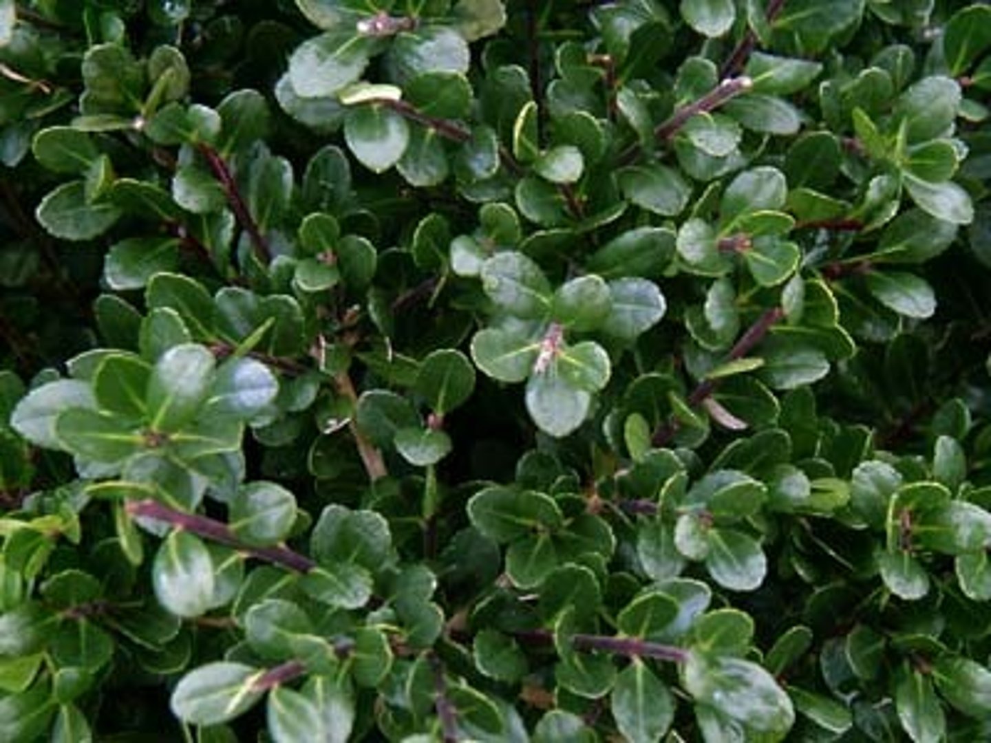 <p>Holly, Compacta</p>