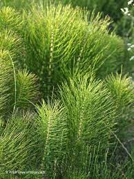 common horsetail