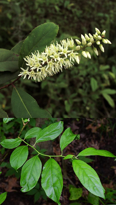 <p>What is the growth form of this plant?</p>