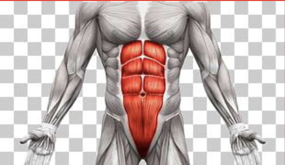 <p>Trunk flexion; bend at hips forward</p><p>Antagonist: Erector Spinae</p>