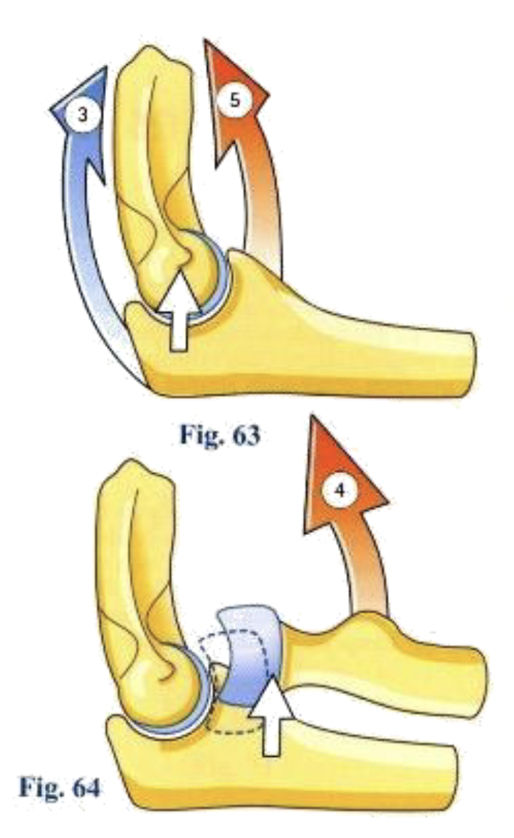 <p>Ulnaire</p><ul><li><p>Brachial (5)</p></li><li><p>Triceps brachial (3)</p></li></ul><p>Radius</p><ul><li><p>Ligament annulaire</p></li><li><p>➢ Prévient la luxation de la tête radiale sous la traction du biceps brachial (4)</p></li></ul><p></p>