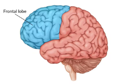 <p><span>Involved in decision-making, planning, and motor control.</span></p>
