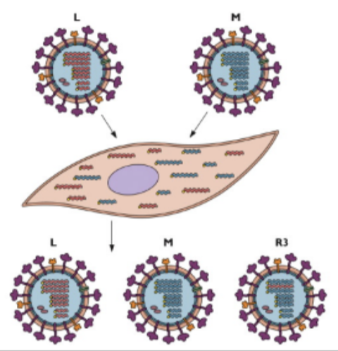 <p>reassortment occurs: two different flu viruses infect the same cell —&gt; genetic diversity</p>