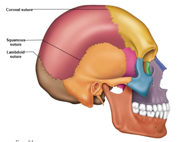 <p>Connects the frontal bone to the parietal bone.</p>