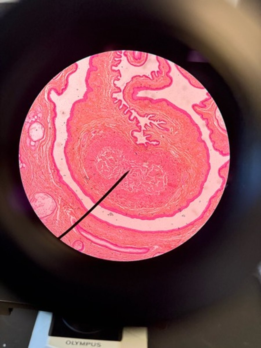 <p>What is shown?</p>