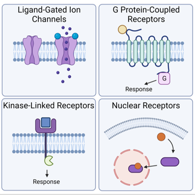 <ul><li><p>Ligand gated ion channels</p></li><li><p>G protein-coupled receptors (GPCRs)</p></li><li><p>Kinase-linked receptors</p></li><li><p>Nuclear receptors</p></li></ul><p></p>