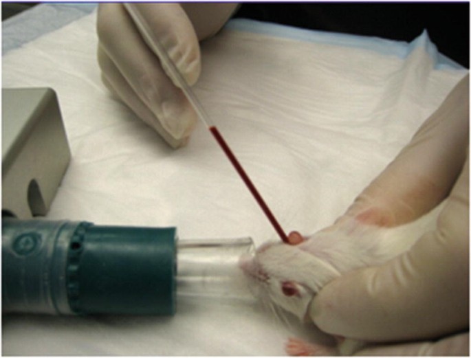 <ul><li><p><span style="color: red;"><strong>retro-orbital blood sampling&nbsp;</strong></span></p></li></ul><p>note: this is done because it gives you a larger vol of blood compared to saphenous vein.</p>