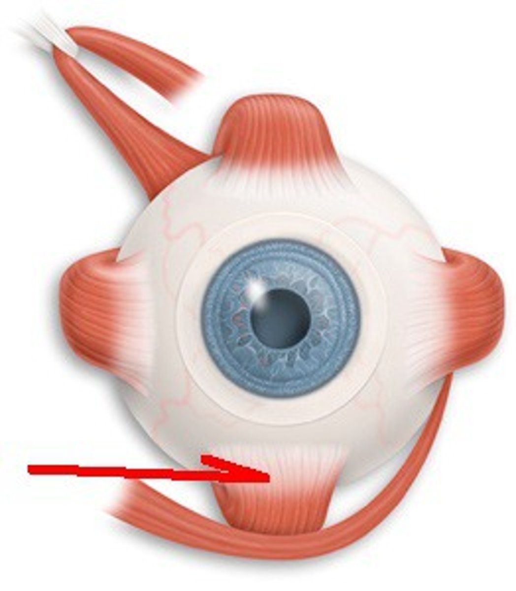 <p>CN III; Moves eye down & in</p>