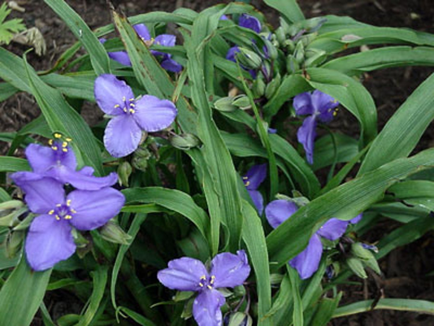 <p>spiderwort</p>