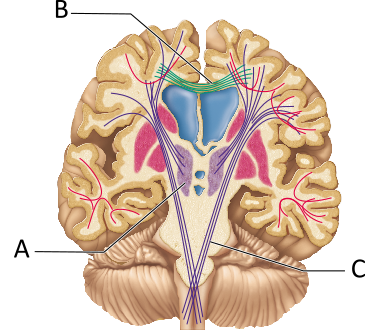 <p>The fibers indicated by B are most associated with which structure(s)? </p>