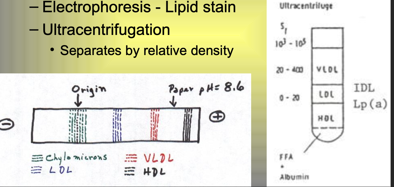 <ul><li><p>TG>400 mg/dL<u> OR</u> suspect abnormal lipoproteins: B-VLDL (floating B-lipoprotein)</p></li><li><p>electrophoresis - lipid stain</p></li><li><p>ultracentrifugation </p><ul><li><p>separates by relative density </p></li></ul></li></ul><p></p>