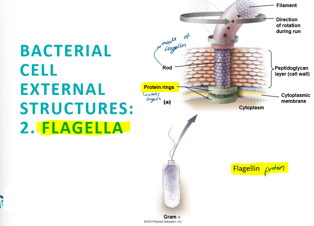 <ul><li><p>can be on both gram negative and positive bacteria</p></li></ul><p></p>