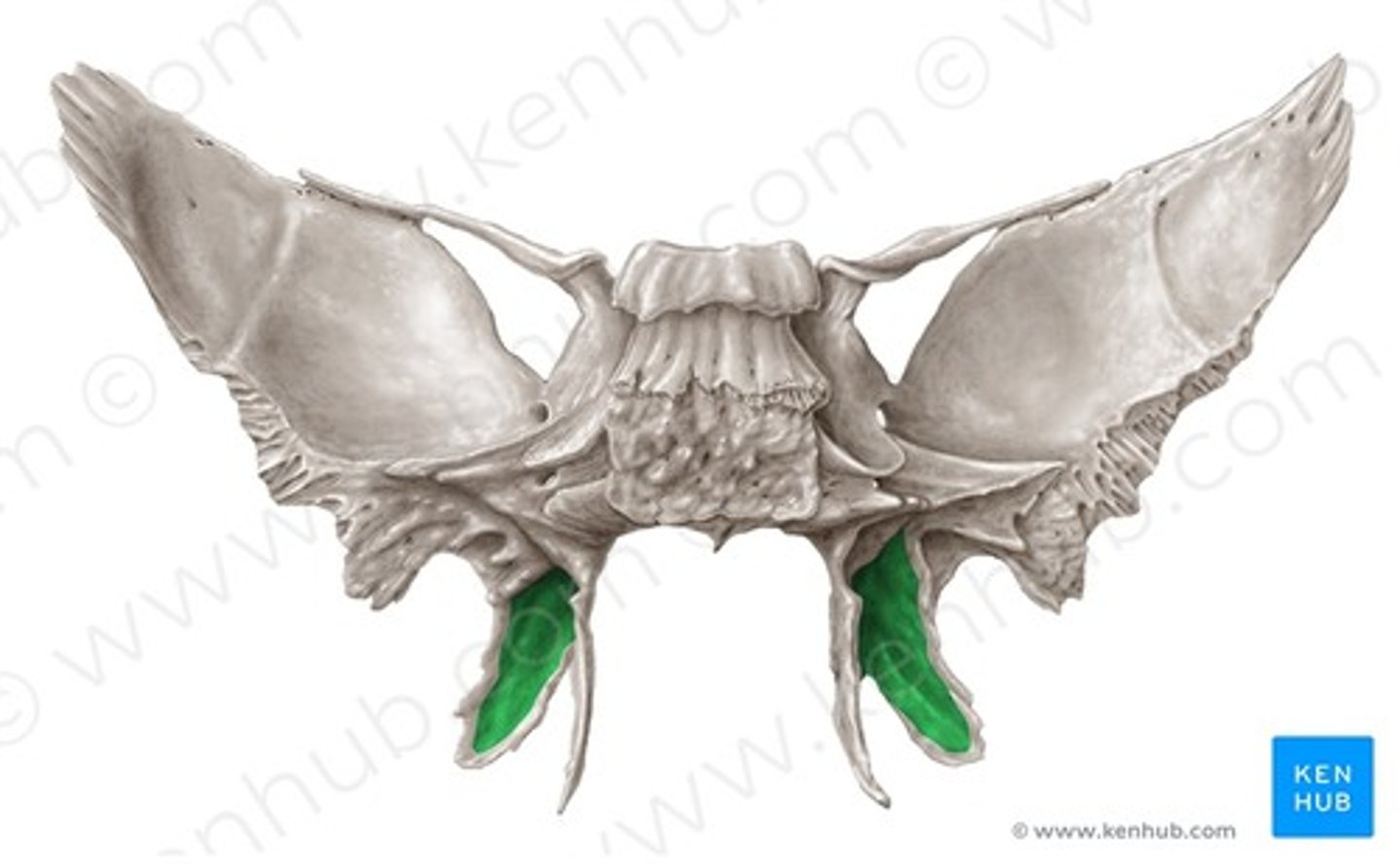 knowt flashcard image