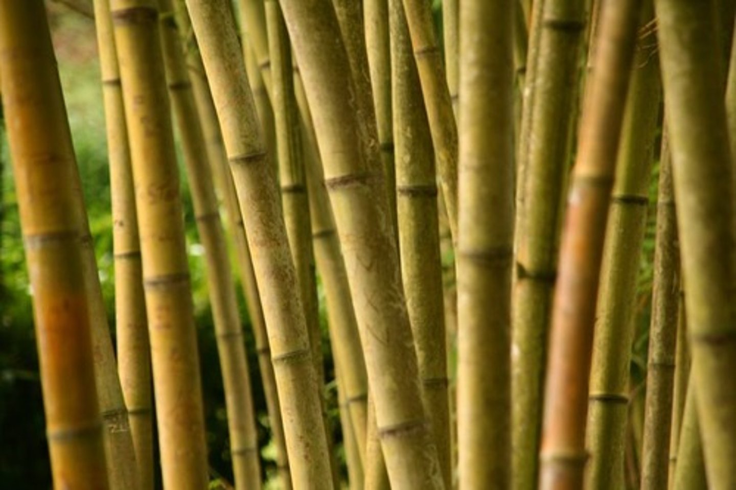 <p>der Bambus</p>