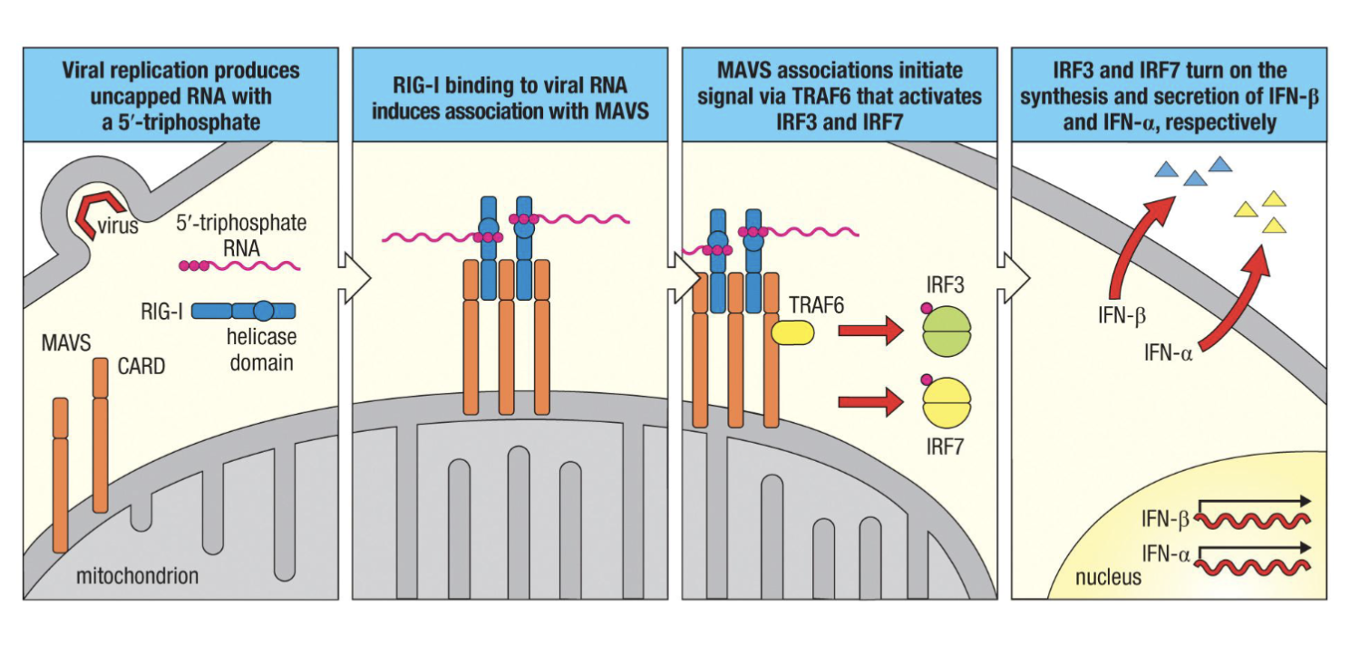 <ol><li><p>Viral replication produces uncapped RNA with a 5’-triphosphate</p></li><li><p>RIG-I binding to viral RNA induces association with MAVS</p></li><li><p>MAVS associations initiate signals via TRAF6 that activate IRF3 and IRF7</p></li><li><p>IRF3 and IRF7 turn on the secretion of IFN-⍺ and IFN-β respectively </p></li></ol><p>if the virus makes it to the cytoplasm of the cell there are sensors there : most know= RIG-I</p><p>5’-triphosphate RNA is not found in our RNA only in viruses</p><p>RIG-I will recognize 5’-triphosphate RNA</p><p><strong>need to know signalling pathway</strong></p>