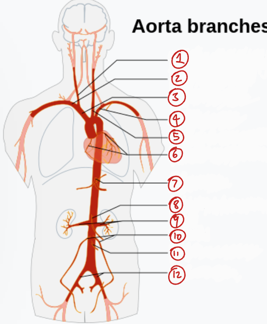 <p>Label this diagram of the main branches of the aorta.</p>