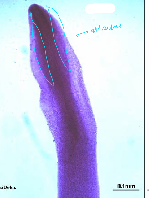 <p>what specie and part</p>