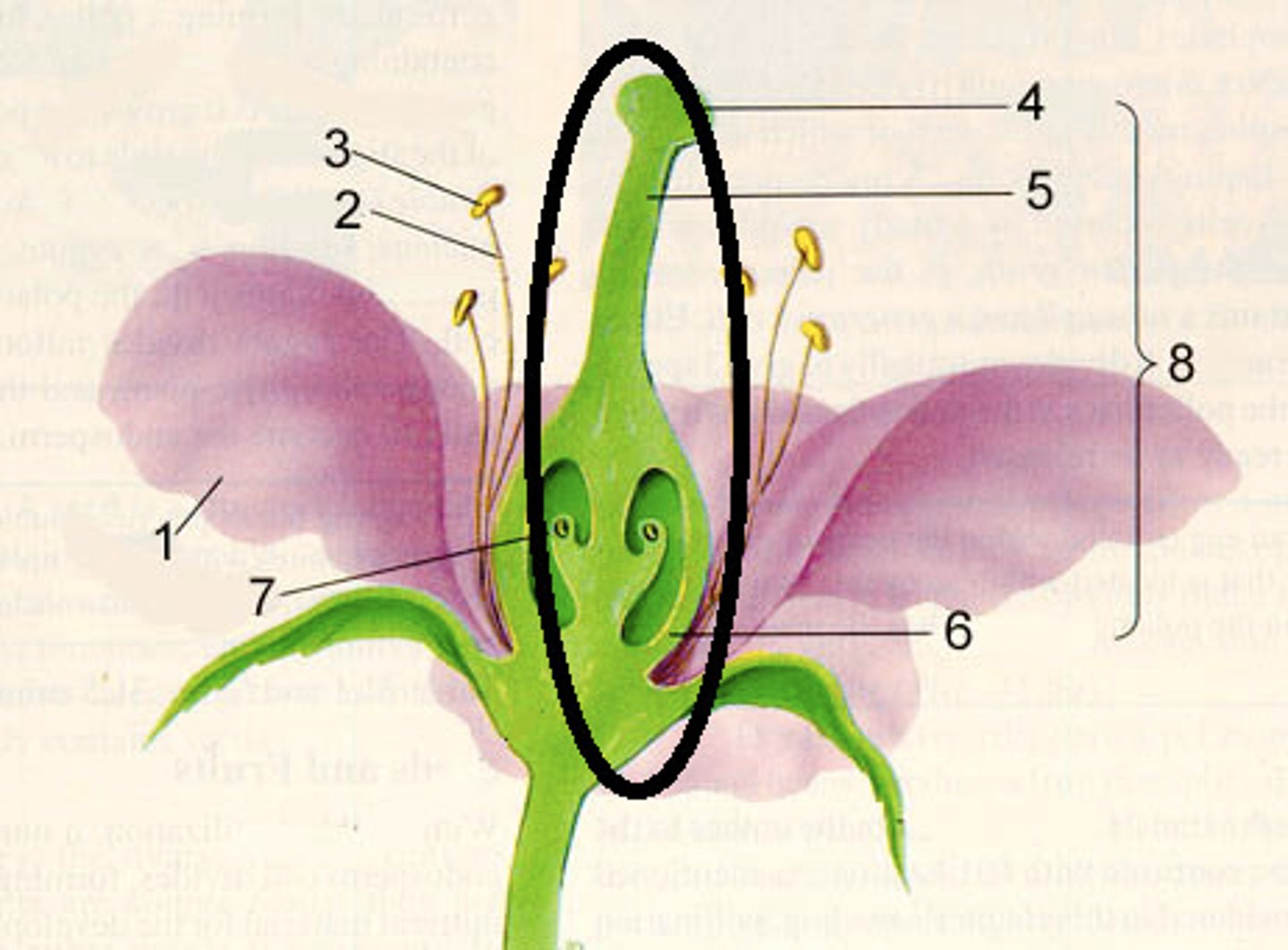 <p>The female part of the flower that encloses the egg(s)</p>