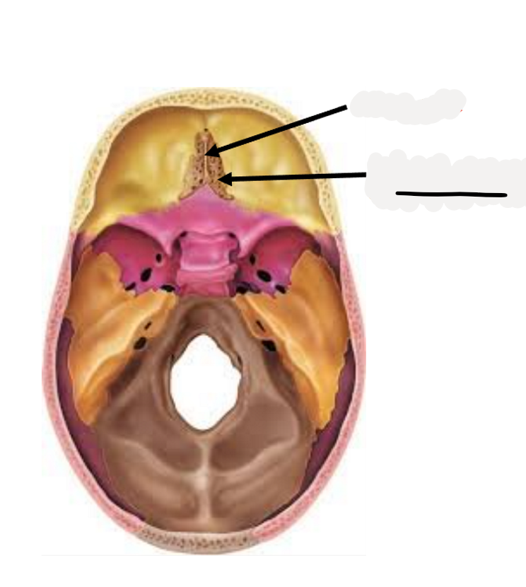 <p>olfactory nerve (CN I)</p>