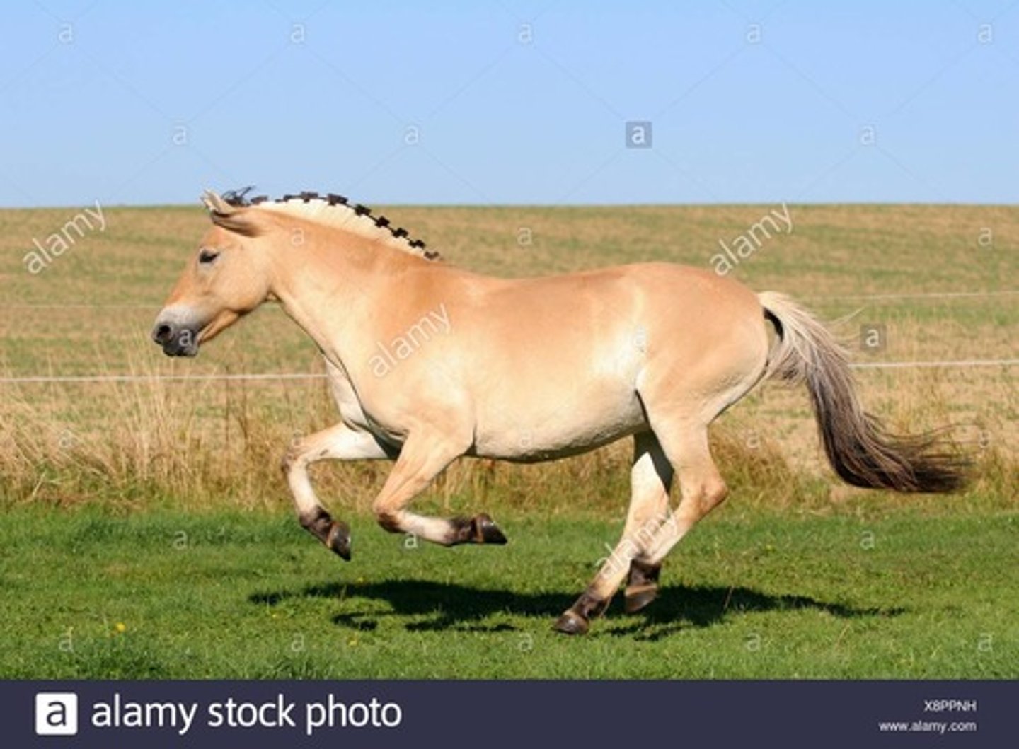 <p>Small, stocky horse from Norway; dun colored with a dark dorsal stripe that runs from the forelock, thru the mane, down the back and tail; dark barring on the legs and the fetlocks are black.</p>