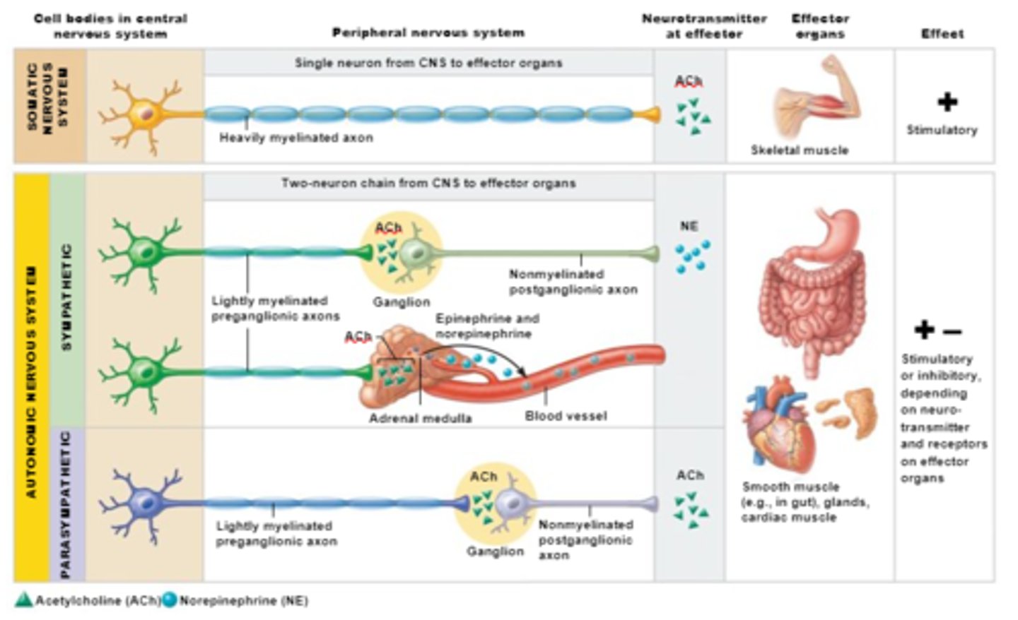 <p>1) Preganglionic fibers release Ach</p><p>2) Postganglionic fibers release norepinephrine (NE) or Ach and the effect is either stimulatory or inhibitory</p><p>3) ANS effect on the target organ is dependent upon the neurotransmitter released and the receptor type of the effector</p>