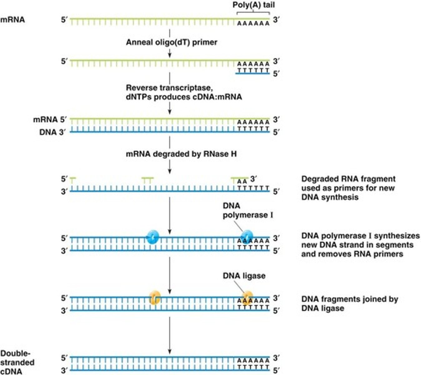 <p>A library created by copying a cell's mRNA molecules into complementary DNA (cDNA).</p>