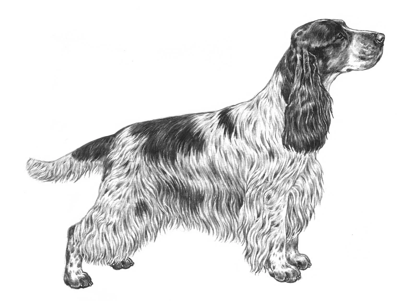 <p>Cocker spaniel</p>