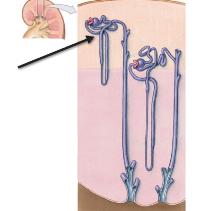 <p>Name the structure </p>