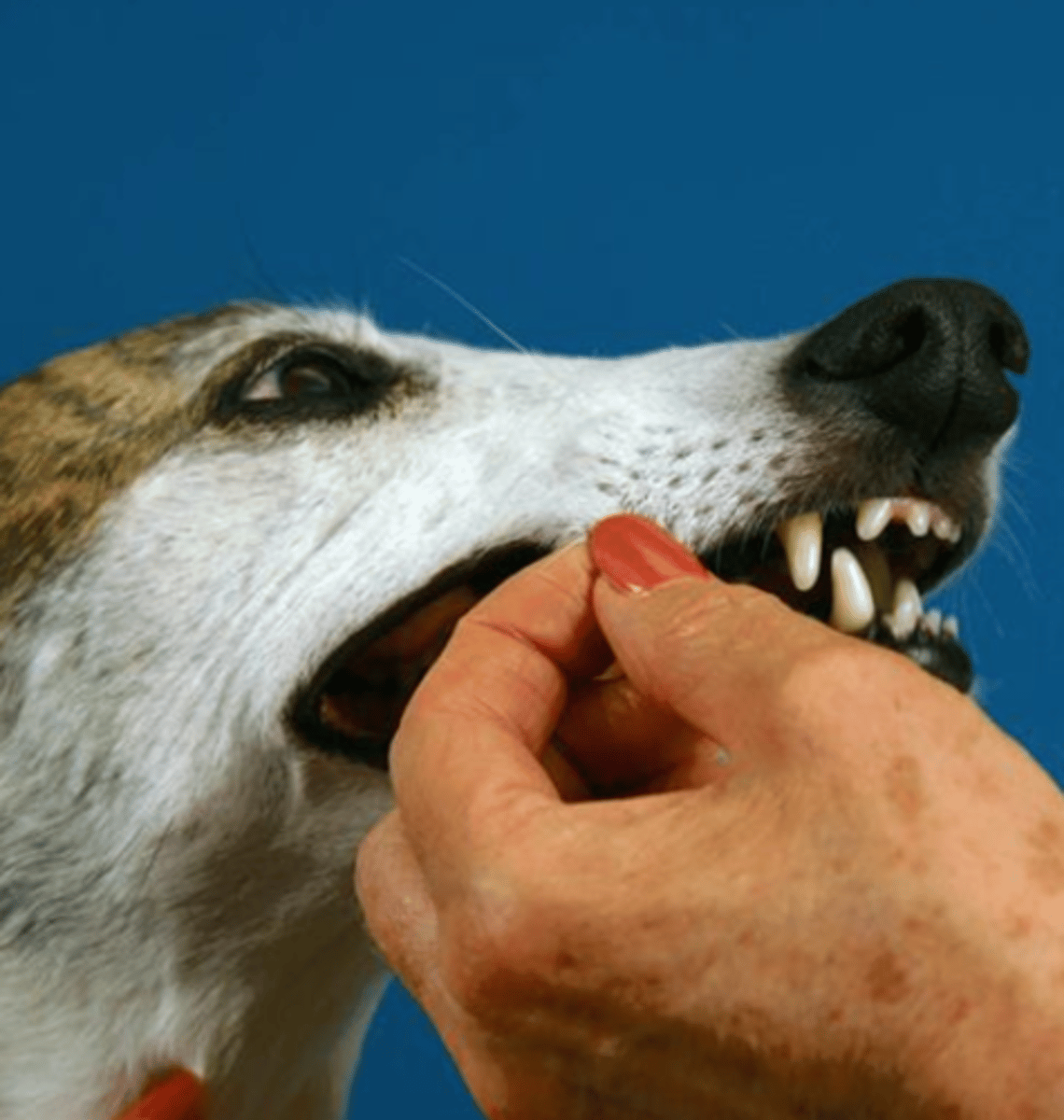 <p>what nerves are we evaluating?</p>