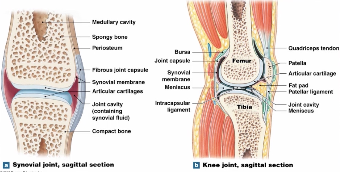 <p><span style="font-family: Arial, sans-serif;">-covers articulating surfaces and prevents bone to bone friction</span></p>