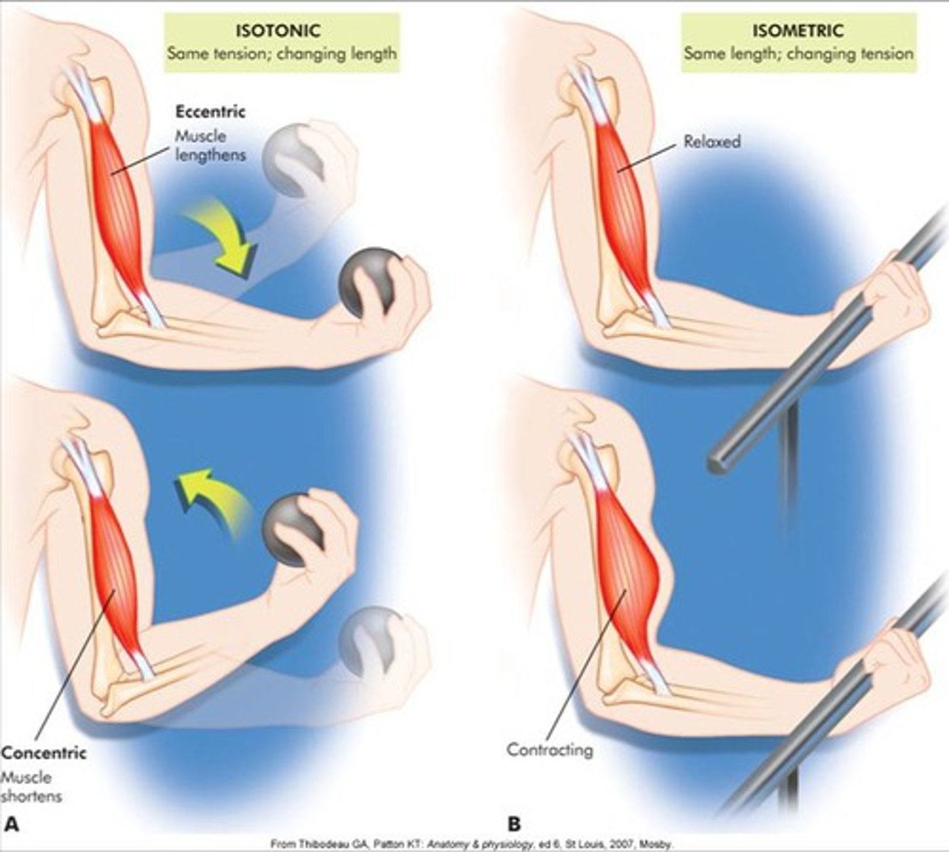 <p>Muscle contractions without resistance. Resistance is provided at a constant rate by an external devise.</p><p>Ex: Rehabilitative exercises for knee and elbow injuries and lifting weights.</p>
