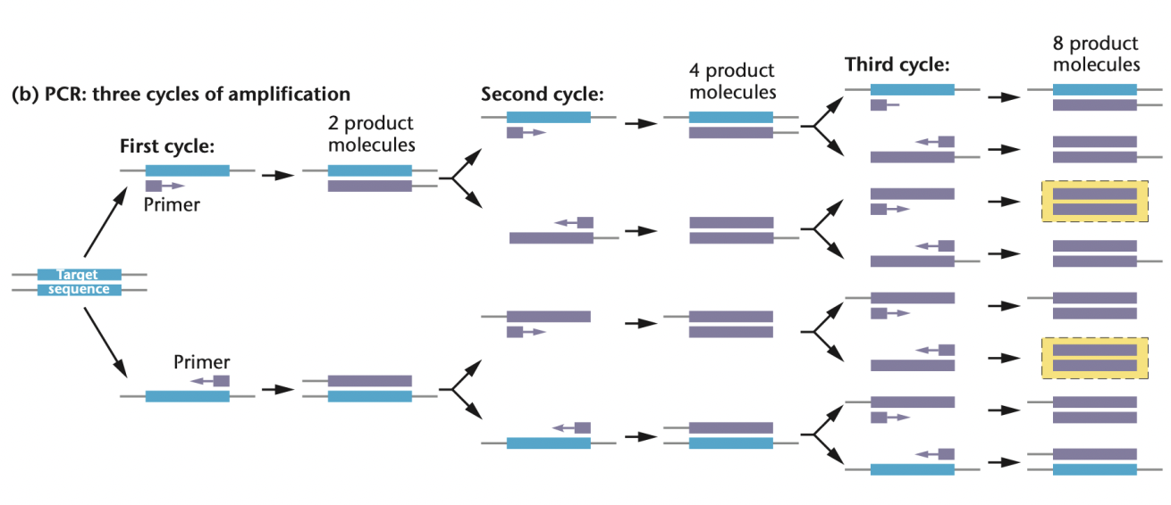 <p>T/F: In PCR amplification, DNA copies increase exponentially</p>