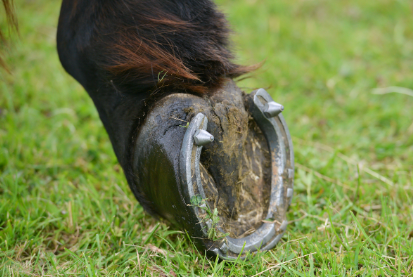 <p>grips on heels and the outside of the front shoes of horses designed to give better footing and prevent slipping</p>