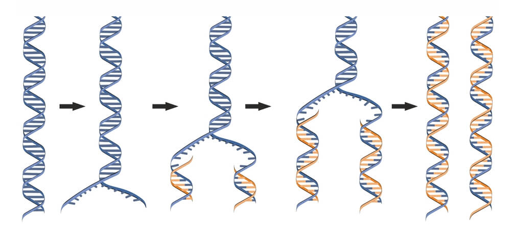 <p>The two resulting DNA molecules are identical to each other and have one old parental strand and one new daughter strand</p>